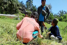 Bawang Merah Bantuan Mulai Panen, Segini Hasilnya 