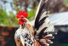 Ayam Kate, Ayam Cantik Khas Indonesia Miliki Makna Dan Simbol Kebudayaan Lokal 