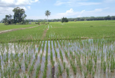 Kepinding Tanah Serang Persawahan di Kecamatan XIV Koto