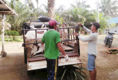 Gagal Kembangkan Ikan, Pemdes Marga Mukti Beralih ke Kambing