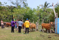 Retak Ilir Kembangkan Sapi Program Ketahanan Pangan