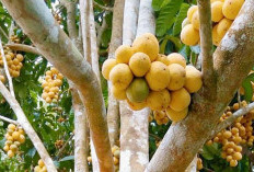 Wow! Ternyata Ini Manfaat Buah Duku, Sangat Baik untuk Jantung