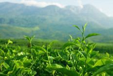 Bertani Teh dengan Bijak: Panduan Lengkap untuk Pertanian Teh Berkelanjutan  ﻿