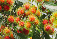 Rambutan Buah yang Menggoda, Kasiatnya Melawan Serangan Jantung, Kulitnya Jadi Pewarna dan ...