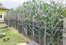 Gunakan Pupuk Solid Sawit, Tanaman Jagung Program Sadesahe di Air Dikit Tumbuh Subur