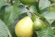 Manfaat Daun Jambu Biji Bagi Tubuh. No 5 Paling Bermanfaat 