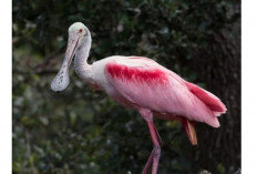   Si Cantik Berparuh Sendok Mengenal Roseate Spoonbill, Burung Cantik Florida