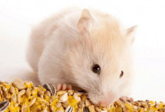 10 Kesalahan Fatal yang Membunuh Hamster Kesayangan Anda