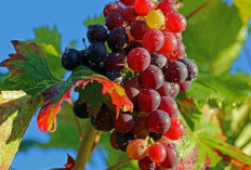 Manfaat Anggur Merah untuk Kulit: Mencegah Penuaan Dini dan Melindungi dari Radikal Bebas!