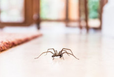 Mengatasi Masalah Serangga di Rumah: Panduan Lengkap dan Efektif  ﻿