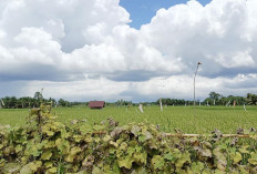 Tanaman Padi DI Kiri Siap Menghadapi Pengeringan 