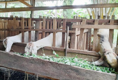 Jelang Idul Adha Harga Hewan Kurban Naik 