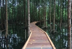 Taman Nasional Kutai, Keindahan Alam dan Keanekaragaman Hayati di Tengah Hutan Hujan Kalimantan Timur