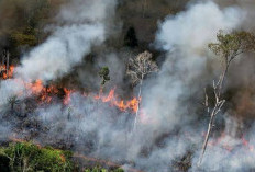 Musim Kemarau! Bakar Hutan Dan Lahan ada Pidananya Loh