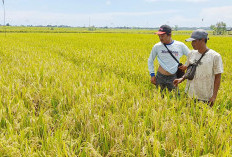 Kuota Bertambah, Urea Bersubsidi Mukomuko Menjadi 1.700 ton