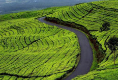 Kebun Teh Kayu Aro Kerinci, Keindahan Alam yang Memikat