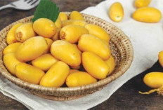 Kurma Muda: Kelezatan Segar dengan Segudang Khasiat