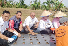 Atasi Inflasi, Pemda Fokus Kembangkan Bawang Merah