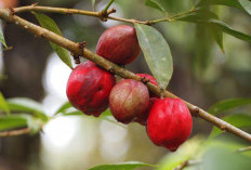 Segarkan Tubuh dan Jiwa, Cara Membuat Teh Buah Mahkota Dewa yang Lezat dan Sehat