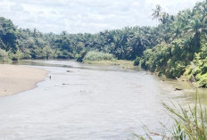 Warga Keluhkan Buaya Sungai Manjuto dan Krisis Air Bersih Saat Kemarau