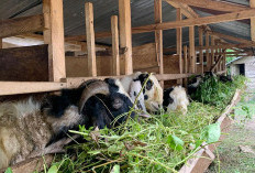 Menjelang Hari Raya Kurban, Kambing Sepi Peminat