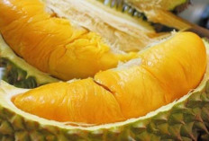 10 Trik Jitu Memilih Durian: Dijamin Manis dan Tidak Mengecewakan!