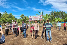 Baru Dua Perusahaan di Mukomuko Dukung Langsung Program Tanam Jagung Sejuta Hektar 