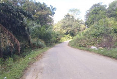 Sempat Dikeluhkan, Jalan Provinsi V Koto Telah Dilakukan Tebas Bayang