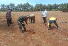 Ingin Hasil Maksimal, Pemdes Lubuk Gedang Rutin Tinjau Tanaman Jagung Ketahanan Pangan 