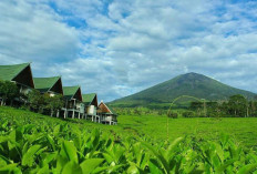 Pagar Alam Surga Tersembunyi di Sumatera Selatan yang Menawan Hati