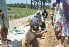 Takut Jebol, Petani Goro Swadaya Perbaiki Irigasi Tersier DI Manjuto Kanan 