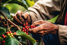 Dari Biji ke Cangkir, Raih Cuan Maksimal! Panduan Lengkap Pertanian Kopi: Dari Pemilihan Bibit Unggul