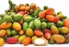 Melinjo: Si Kecil Kaya Manfaat dari Bengkulu