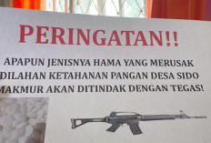 Antisipasi Jagung Sadesahe Diserang Ternak, Pemdes Sido Makmur Pasang Imbauan Tegas