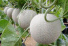 Raih Keuntungan Melimpah, Panduan Lengkap Bertani Melon Sukses dari Bibit hingga Panen