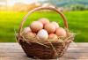 Rahasia Sehat dari Telur: Manfaat Tersembunyi untuk Otak, Otot, dan Kekebalan Tubuh!