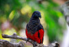 Burung Dracula Misteri dan Pesona Paruh Berdarah