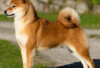 Shiba Inu Pesona Sang Doge, Anjing Kecil yang Menawan Dunia