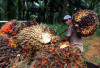 Apa Itu Kelapa Sawit? Manfaat dan Tantangannya 