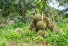 Kok Bisa? Durian Wilayah Sumatra Berbuah Lebih dari Satu Musim