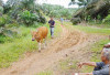 Sapi Diliarkan Menganggu Program Replanting