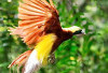 Keindahan dan Keunikan Burung Cendrawasih: Kisah Eksotis dari Hutan Tropis
