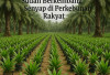 Kini  Bibit Sawit Sriwijaya Menjadi Pilihan Utama Petani: Sudah Berkembang  Senyap di Perkebunan Rakyat