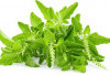 5 Tips Menyimpan Daun Kemangi agar Tetap Segar dan Wangi Lebih Lama