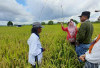 Inilah Rincian Luas Sawah di Kabupaten Mukomuko