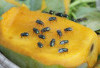 Berikut Ini Cara Ampuh Membasi Lalat Buah Yang Dapat Rusak Tanaman