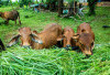 Harga Sapi Kurban di Mukomuko Rata-Rata Rp 17 Juta Satu Ekor