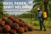 Hasil Panen Sawit  Melimpah Produktivitas Meningkat Begini Cara Pemberian Pupuknya