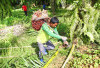 Peran Petani dalam Rantai Produksi Sawit