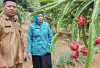 Program Ketahanan Pangan Desa Sumber Mulya, Buah Naga Jadi Percontohan Warga